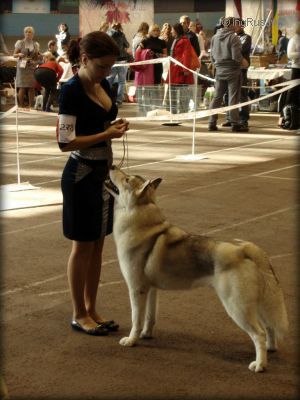 HUSKY IMPERIAL SENSATION OF WOLF POINT