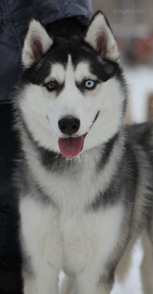 GEKTOR SNOU FENRIR
