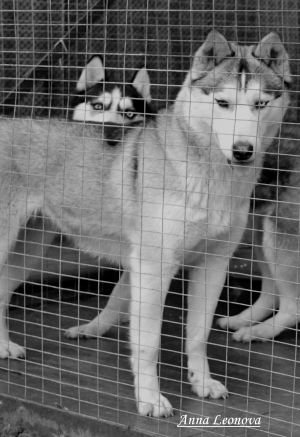 SHANTAL' (GRAND LAIN NEL'MA X GRAND LAIN IMPUL'S)
