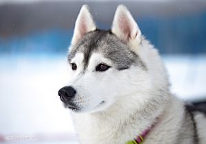 ARCTIC MAGIC SILVER MOON