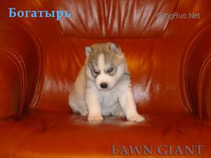 BOGATYR FAWN GIANT