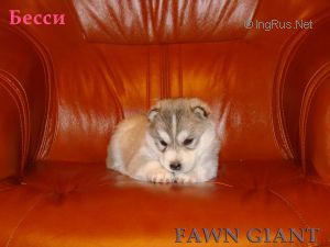 BESSI FAWN GIANT