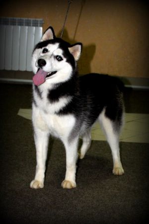 HUSKY HAVEN TAI SILK