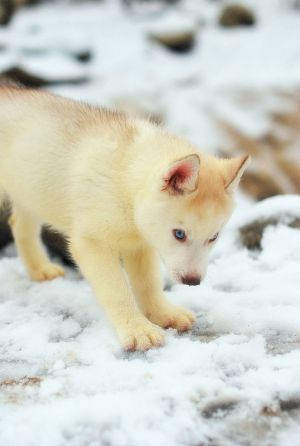 SUNRISE HUSKY LITTLE PRINCESS