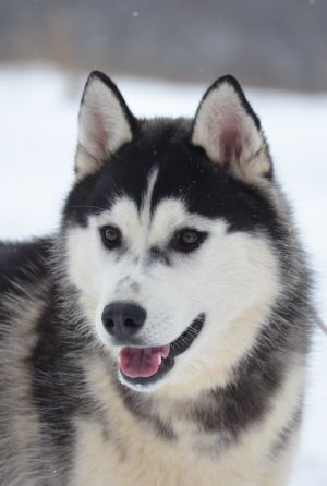 HEAVEN FOR EVERYONE OF ARCTIC WOLF DREAM