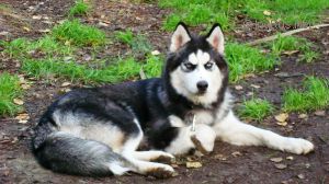 HANNA SIBERIAN