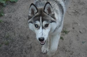 SIBERIAN PARADISE HANDSOME HEROINE