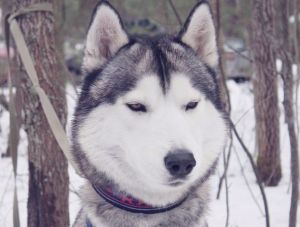 ALAPA SIBERIANS RUFF RIDER