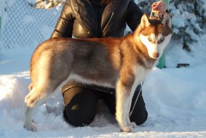 EVA ICE