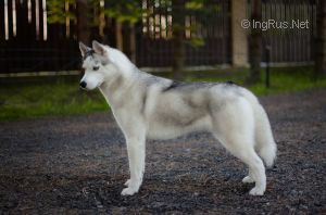 OLGIVAN SHOW INNOCENT BEAUTY