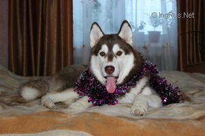 HUSKY HAVEN INTERAMENTE LA DIVINA