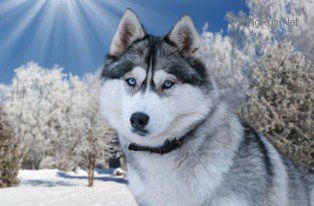 ROYAL STYLE ZHESSI SNOW QUEEN
