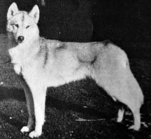 ZOOX DUKARA