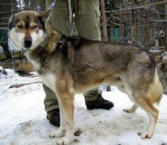 POLAR SPEED WIREN