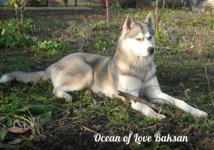 OCEAN OF LOVE BAKSAN