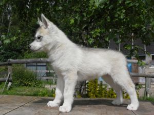 HUSKY HAVEN ERA OF GOOD FEELING