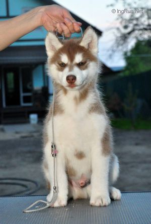 DAKOTA NACHALO NOVOGO PUTI GEKEK KUTA
