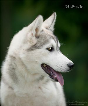 ALAPA SIBERIANS SAL'DIS