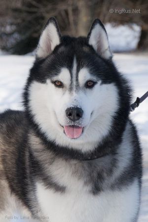 DANDI