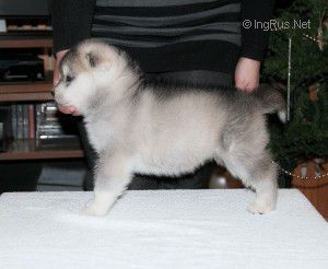 ATKA SREBRO POLNOCY