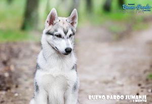 BUENO PARDO JUMANJI