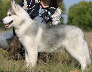 HUSKY HAVEN NEVER LOSE