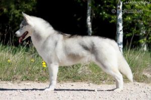 NANOOK STORMCALL NORTHERN SKY