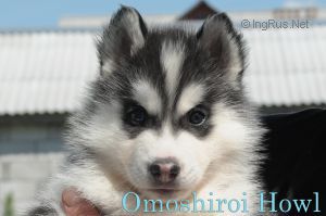 OMOSHIROI HOWL