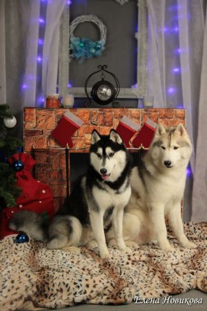 HOUSE THE RAINBOW CEZAR