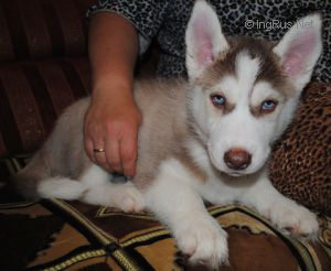 DOGWINTER NOAH NOBLE