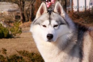 HUSKY HAVEN WALT DISNEY BOY