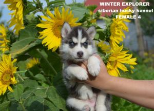 WINTER EXPLORER KRISTARI AGATA