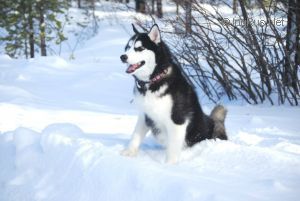 NORTH SOUL ENUAR NANUK'S SON