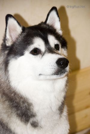 HUSKY HAVEN ODRY TOTU