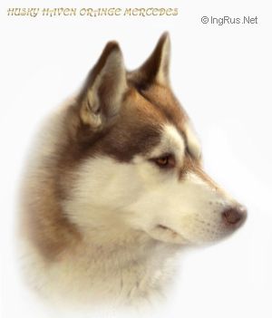 HUSKY HAVEN ORANZH MERSEDES