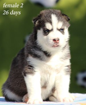 ARIA STARK PRIDE OF SIBERIA