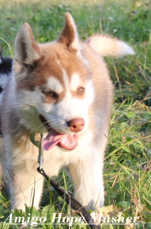 AMIGO HOPE MUSHER