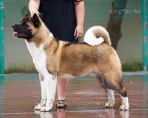 RUSSTAR OSCAR