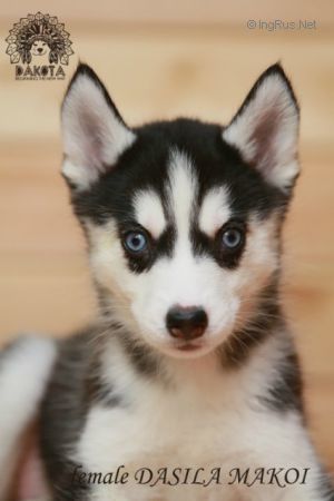 DAKOTA NACHALO NOVOGO PUTI DASILA MAKOI
