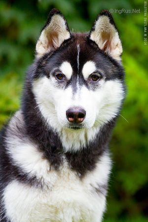 SIBERIAN MIRACLE JETT TALISMAN