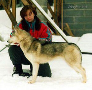 CHEROKEE AV VARGEVASS