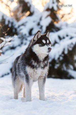 PRESENT OF WOLF BLACKBURN BLAZE