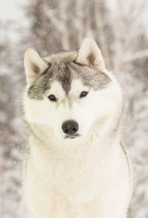 ZHAMAL OF SIBERIAN COUNTRY
