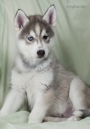 GRAND SIBERIAN BARON