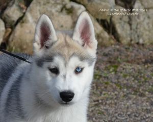 J'ADORE DIOR OF ARCTIC WOLF DREAM
