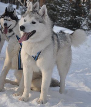LOBO S VOLCH'EI REKI