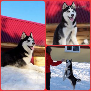 BELLA AIRIS DEL' AMUR BIATRICHE