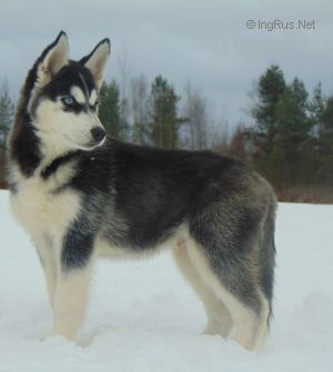 ZORRO BLUE BLEID