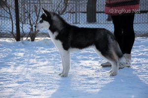 NORTHER OF POLIARINE ARKTIKA