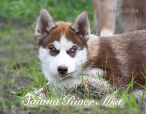 SAIANA RIVER MIST